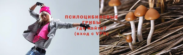 сатива Беломорск